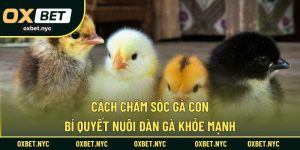 Cách Chăm Sóc Gà Con – Bí Quyết Nuôi Đàn Gà Khỏe Mạnh