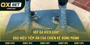 Vảy Gà Kích Giáp – Dấu Hiệu Tiềm Ẩn Của Chiến Kê Dũng Mãnh