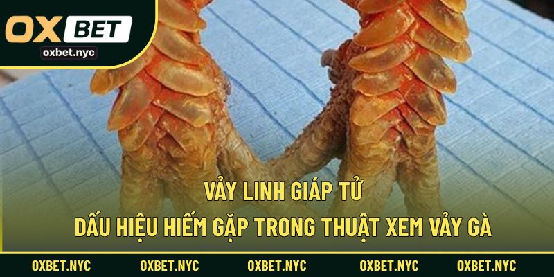 Vảy Linh Giáp Tử – Dấu Hiệu Hiếm Gặp Trong Thuật Xem Vảy Gà